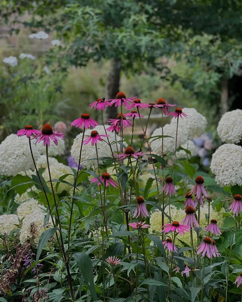 Coneflower