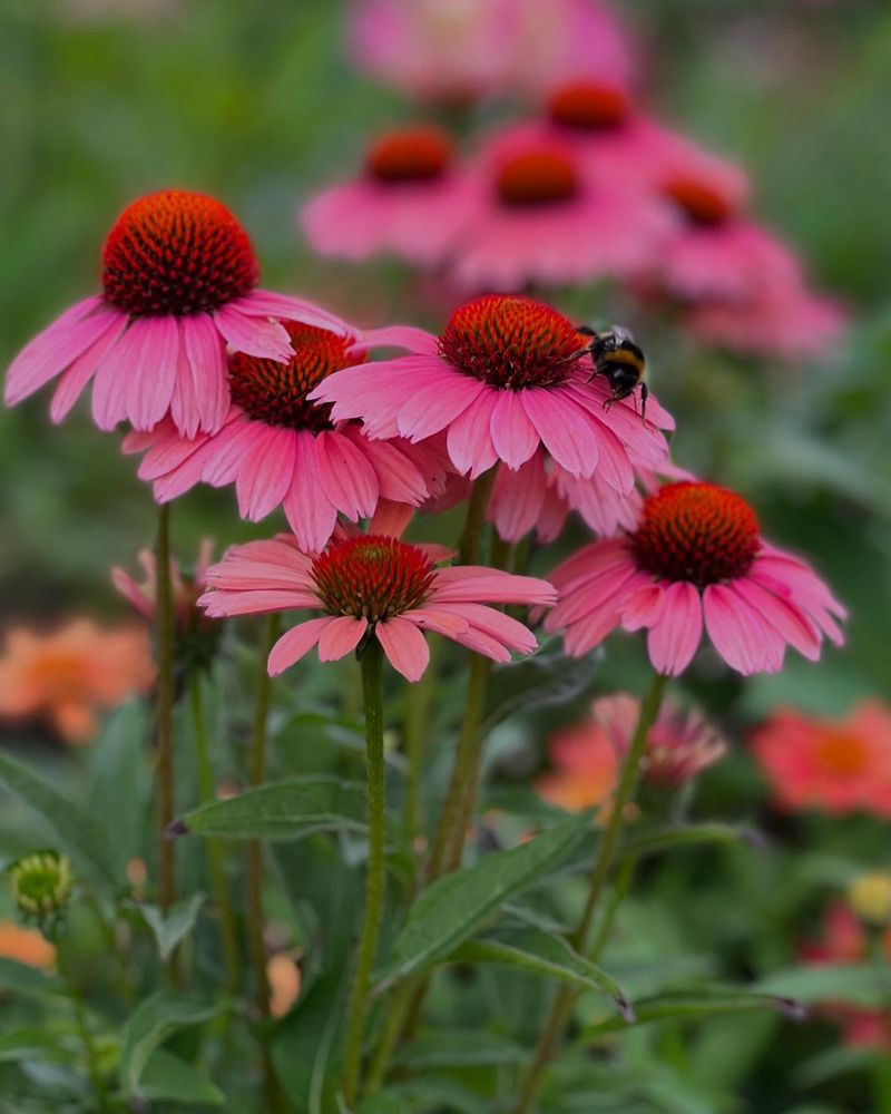 Coneflower