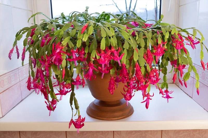 Use a Bottom Watering Method
