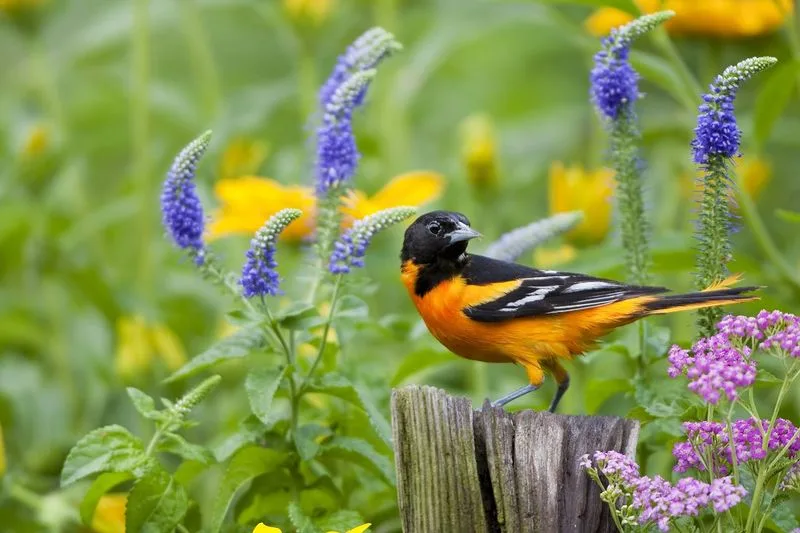 Presence of Birds