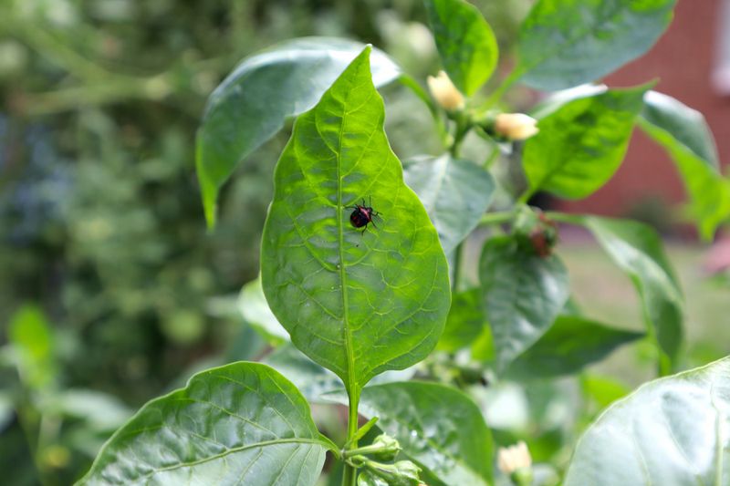 Resilient to Pests
