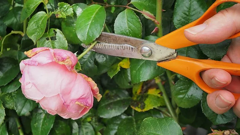 Excessive Deadheading