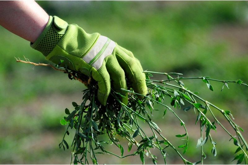Constantly Removing Weeds