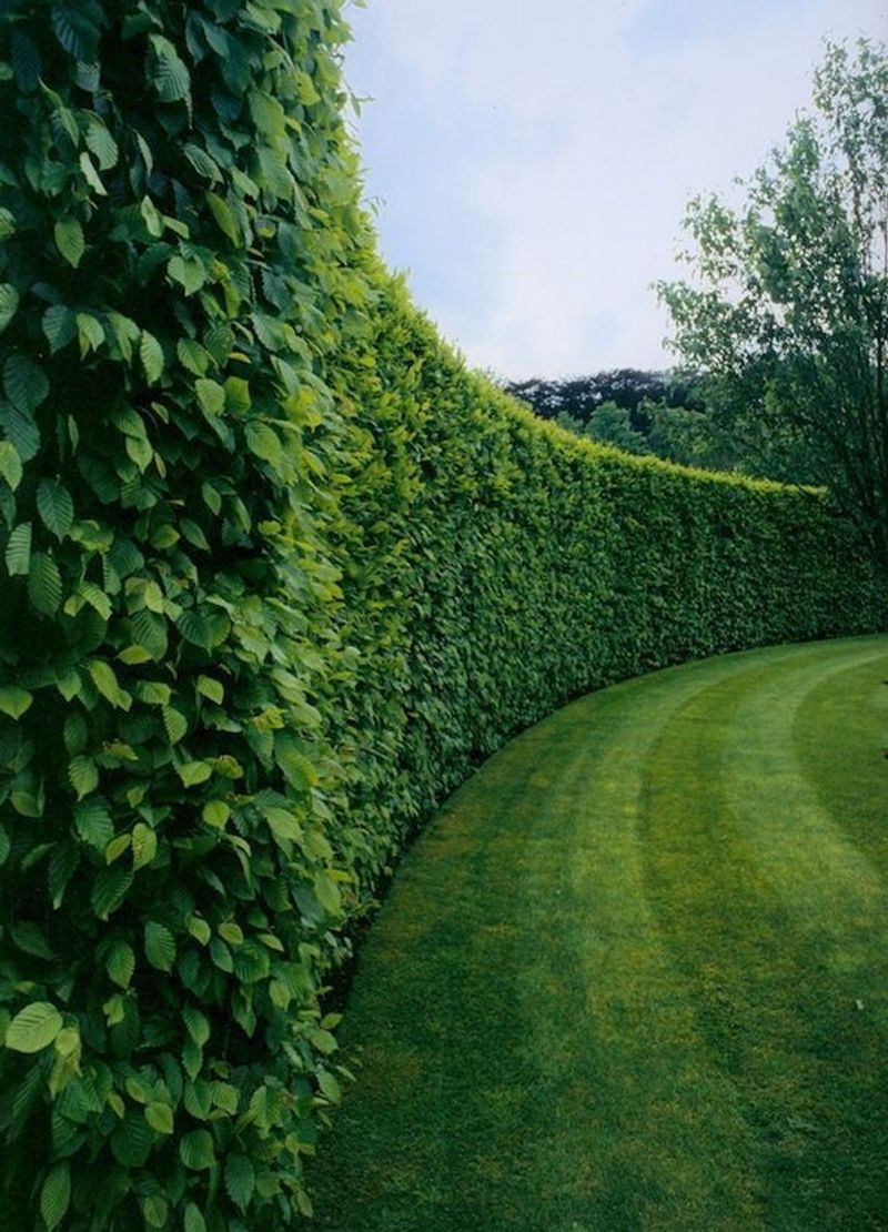 Plant a Living Fence