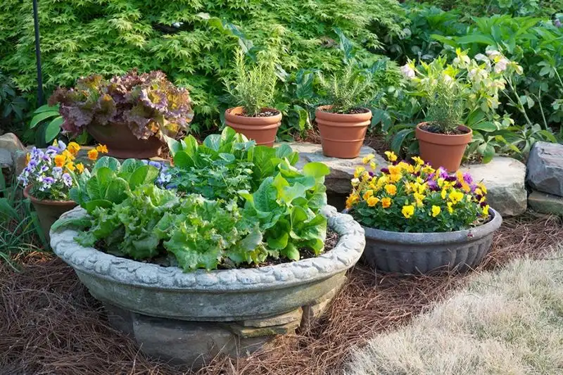 Container Gardening