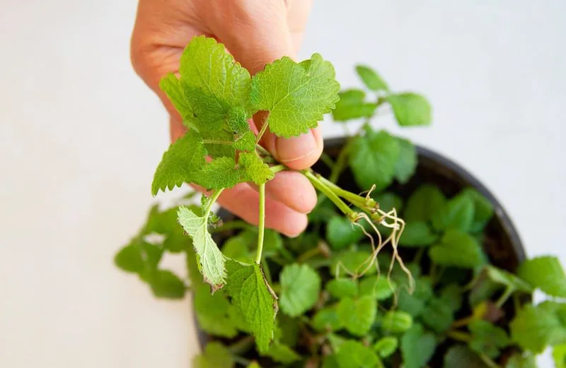 Propagation by Cuttings