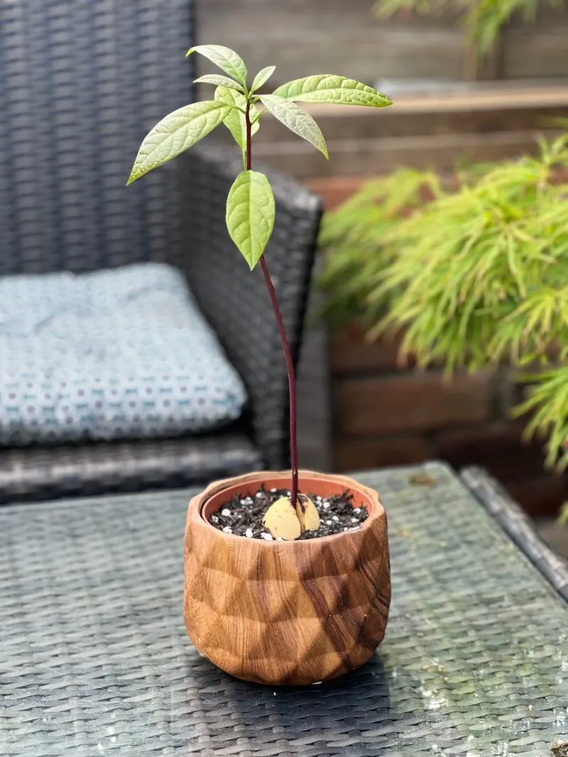 Container Gardening Tips