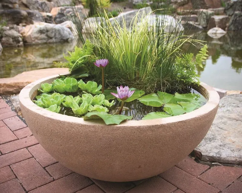 Container Water Garden