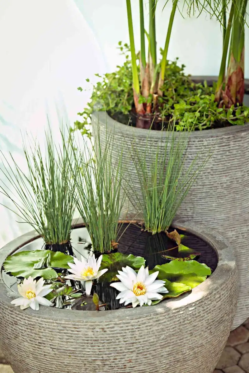 Container Water Garden