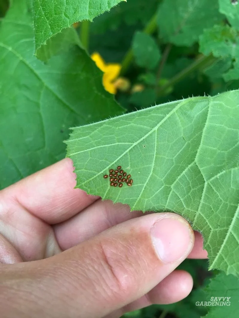 Control Pests Naturally
