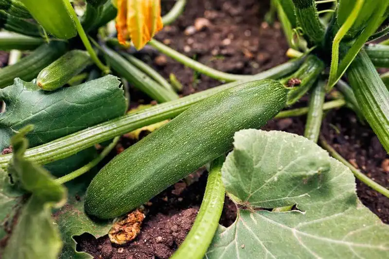 Control Pests Naturally