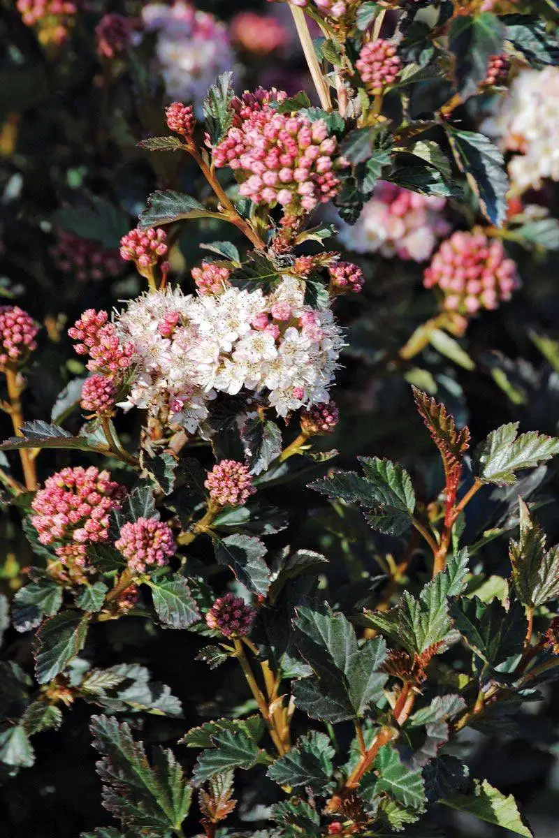 Ninebark