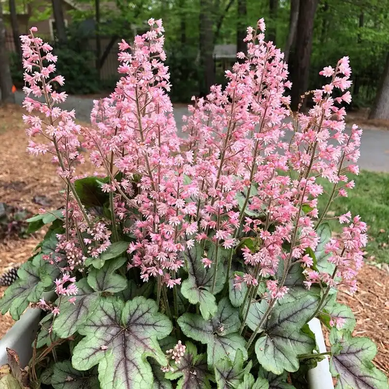 Coral Bells