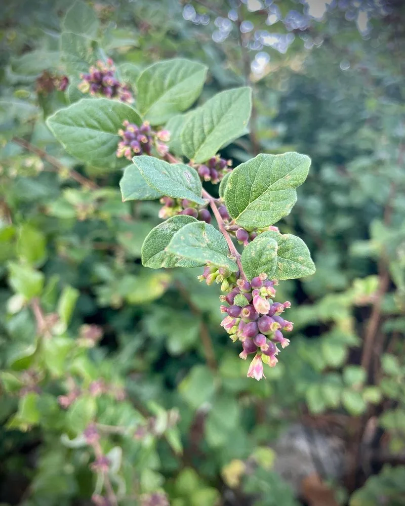 Coralberry