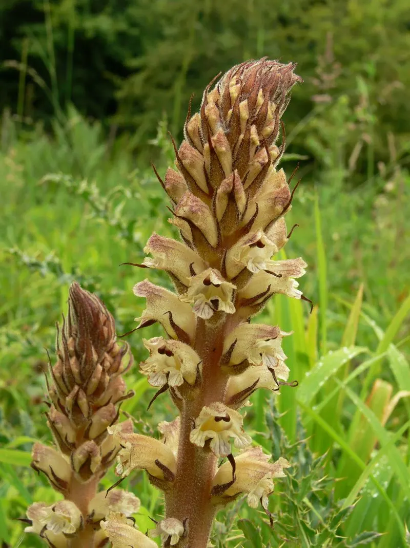Thistle Broomrape