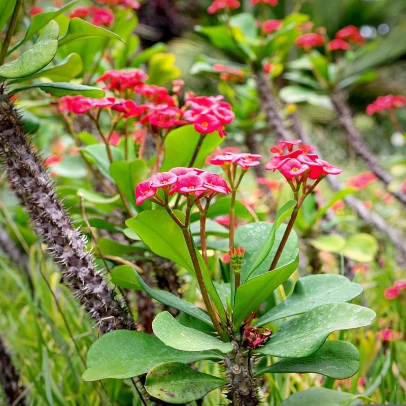 Euphorbia
