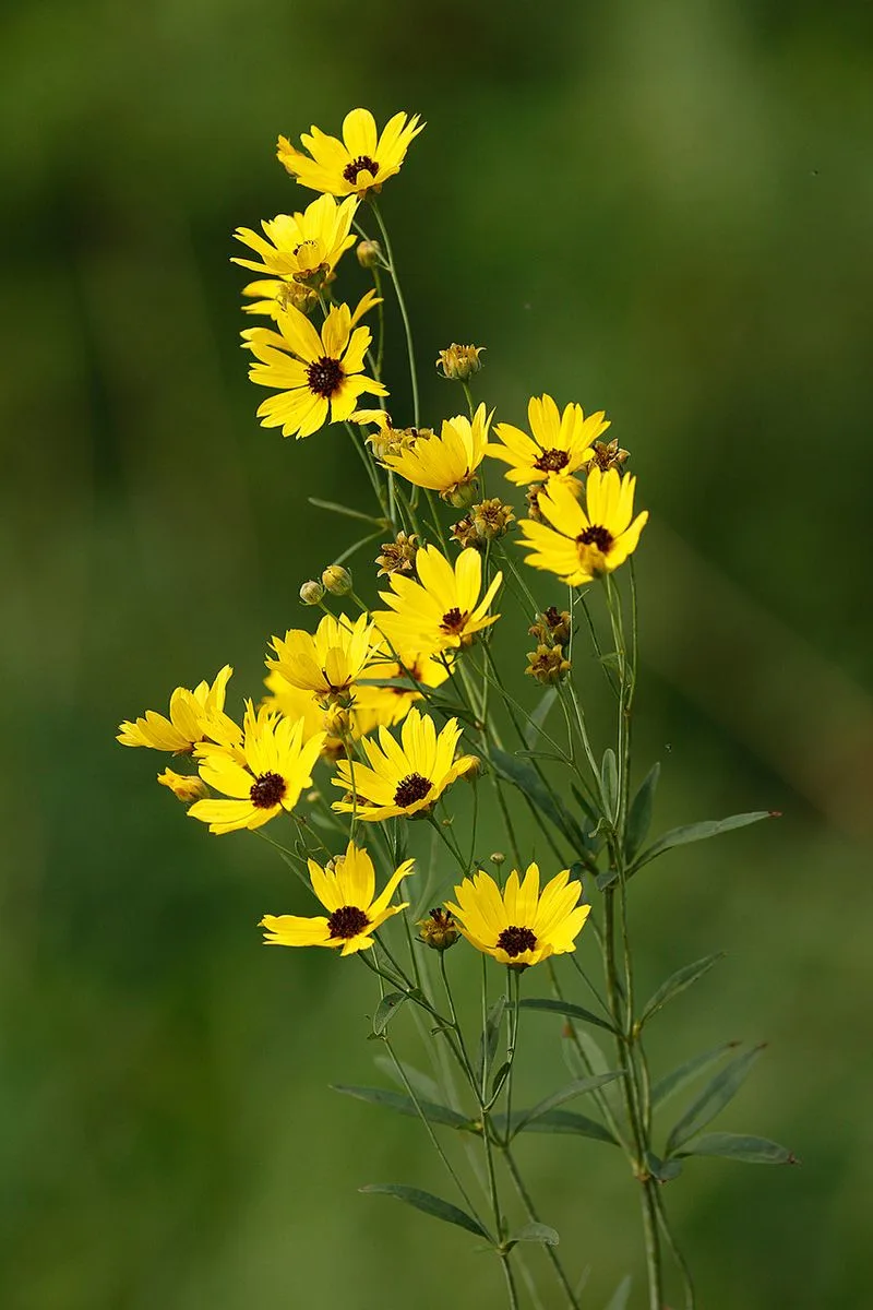 Coreopsis