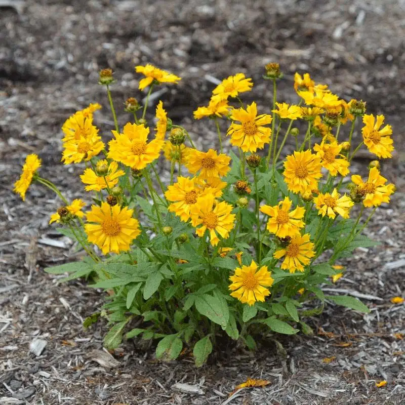 Coreopsis