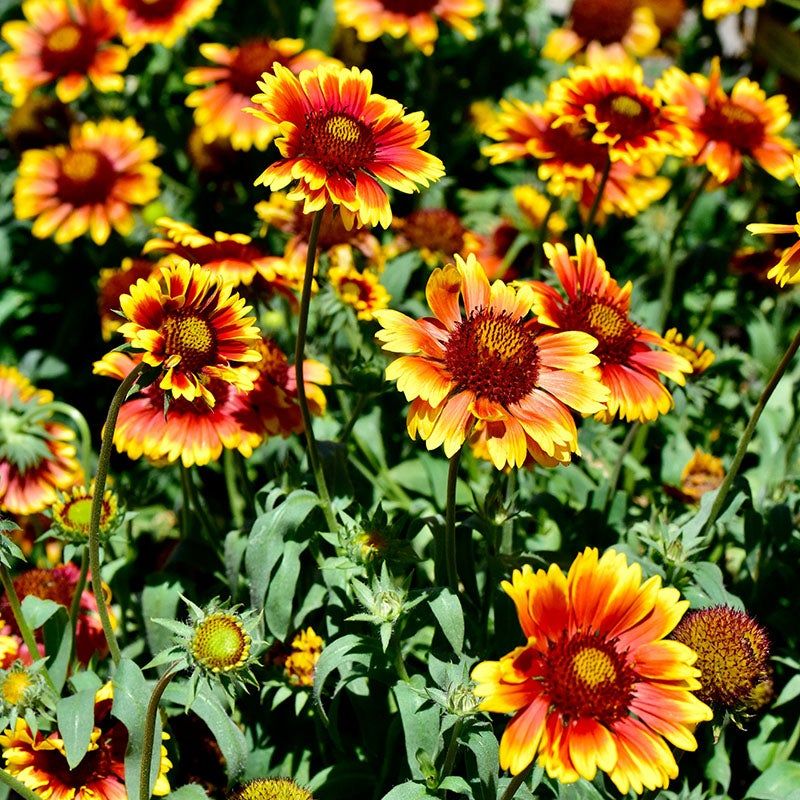 Gaillardia