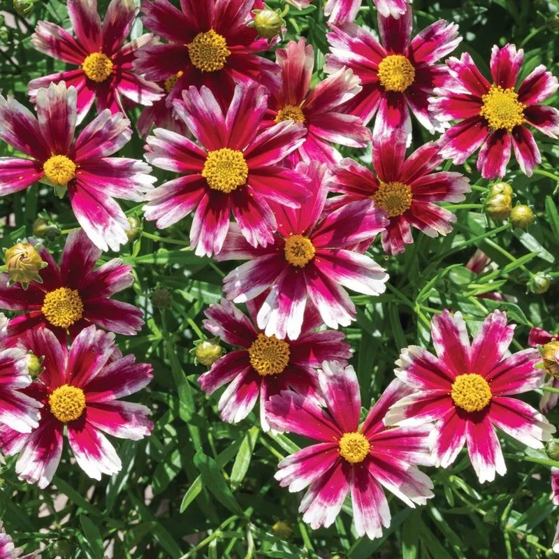 Coreopsis