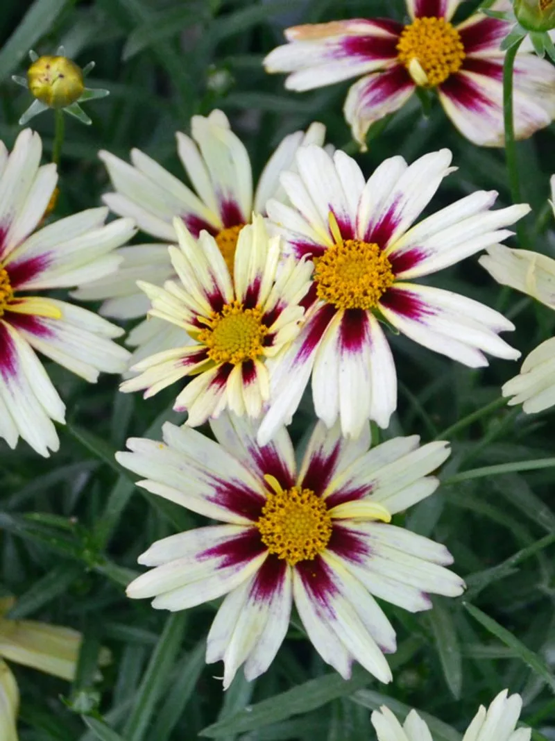 Coreopsis