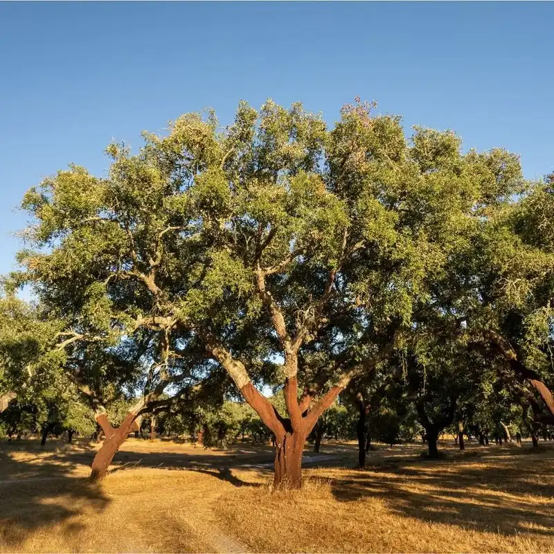 Cork Oak