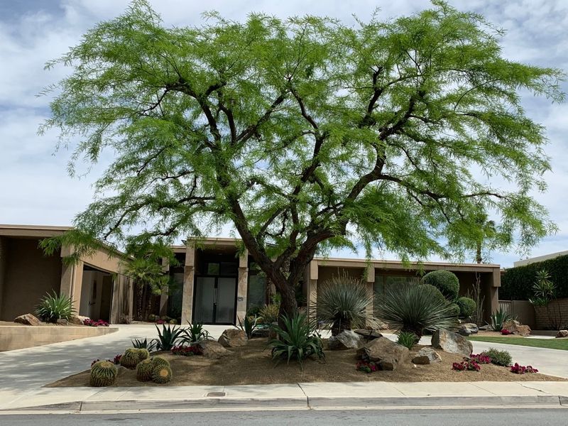 Mesquite Tree