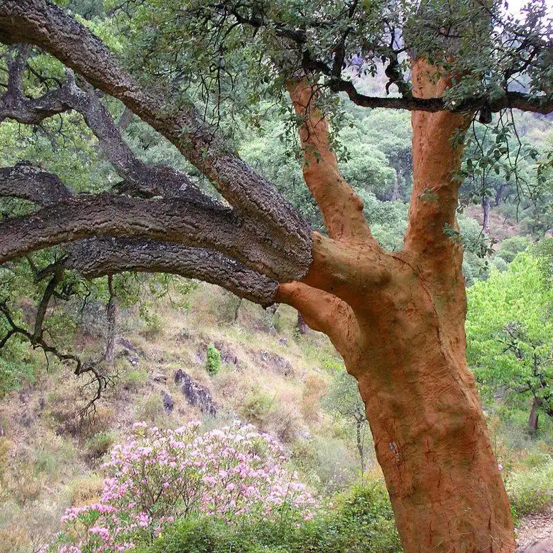 Cork Oak