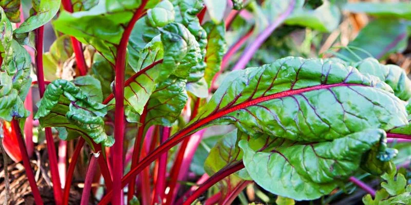 Wavy Swiss Chard