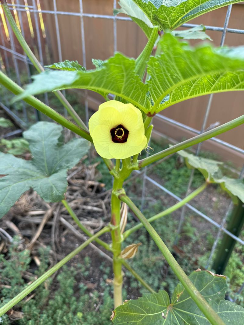 Okra