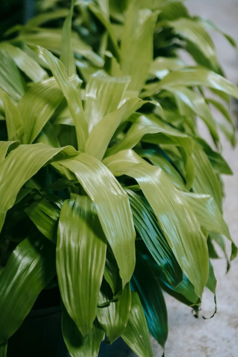 Dracaena