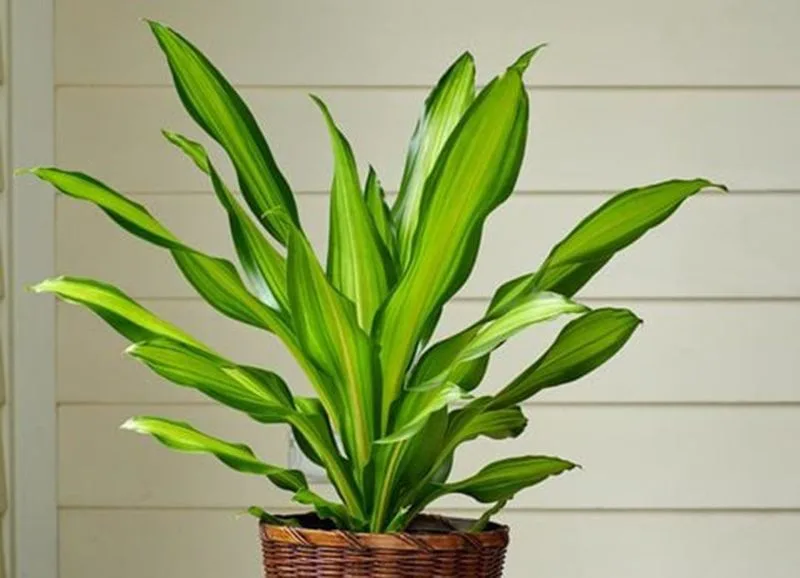 Corn Plant