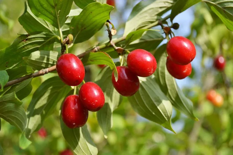 Cornelian Cherry (Cornus mas)
