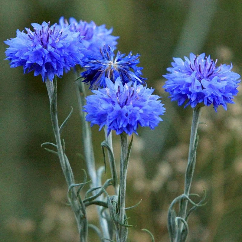 Cornflower