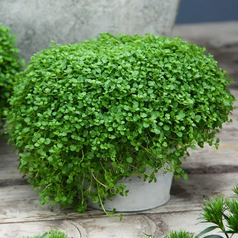 Corsican Mint