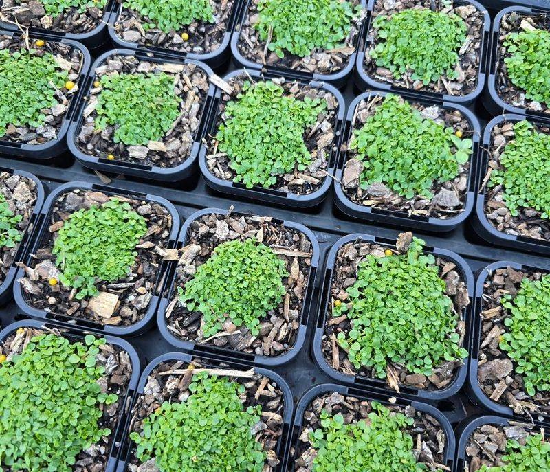 Corsican Mint