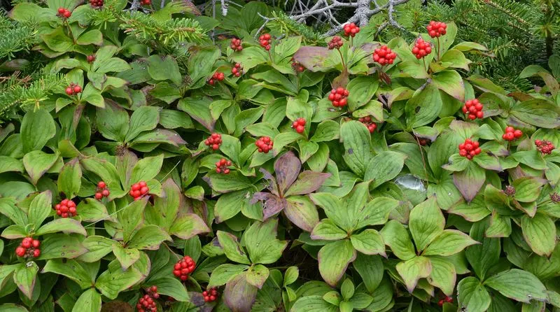 Bunchberry (Cornus canadensis)