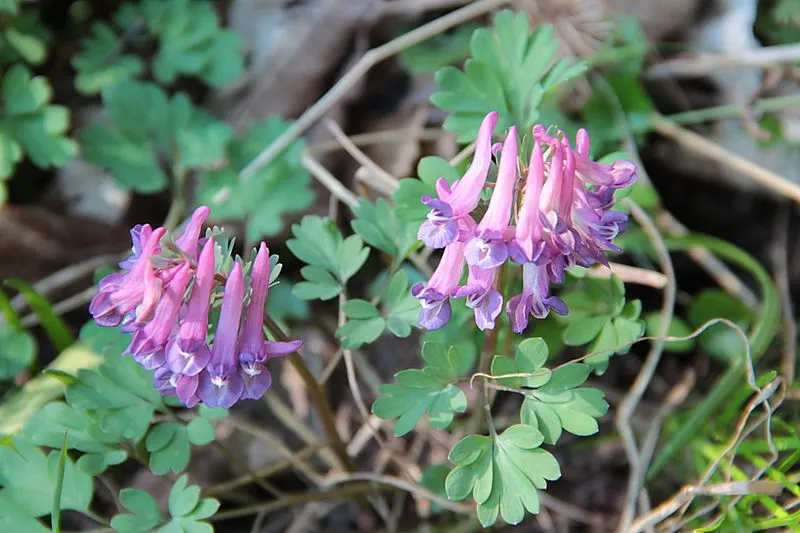 Corydalis