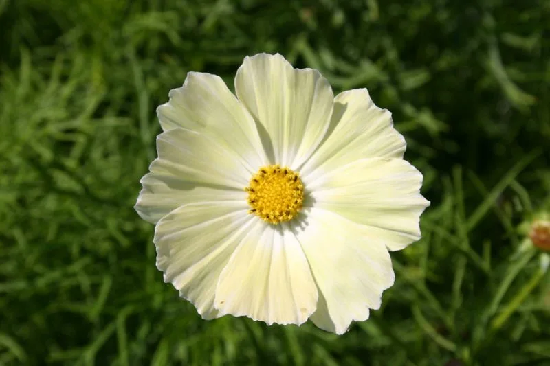 Cosmos