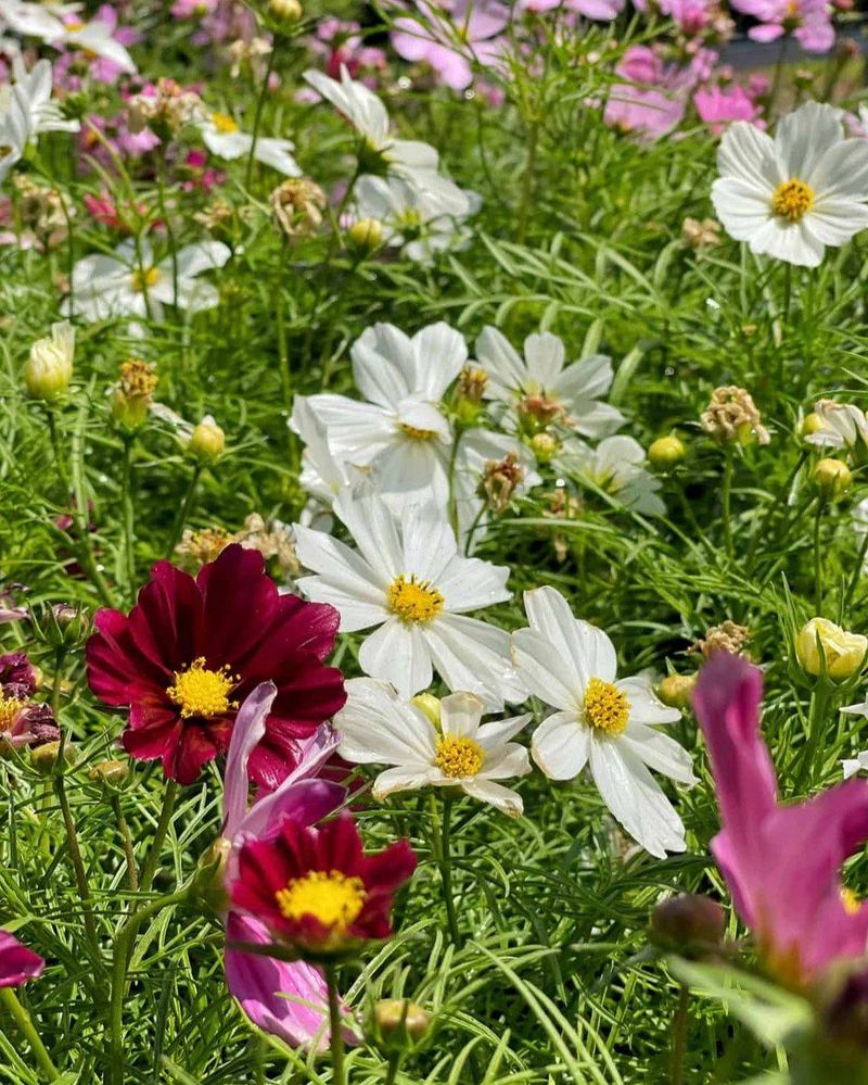 Cosmos