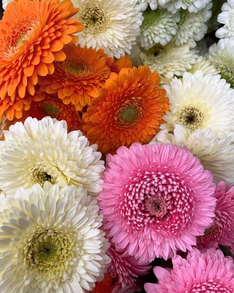 Gerberas