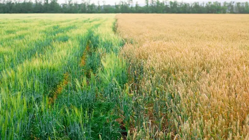 Nutrient Cycling