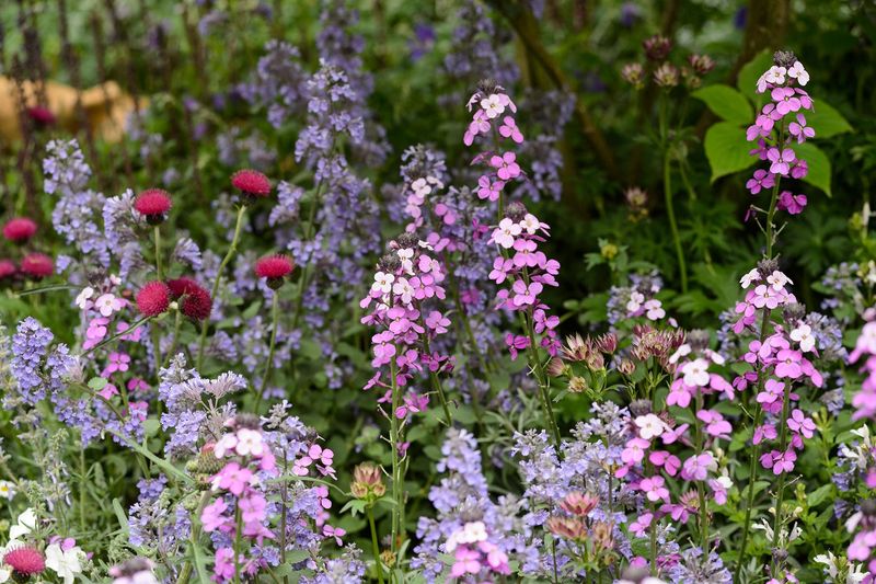 Cottage Garden Plants