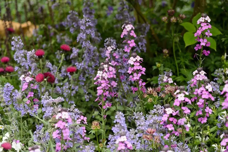 Cottage Garden Plants
