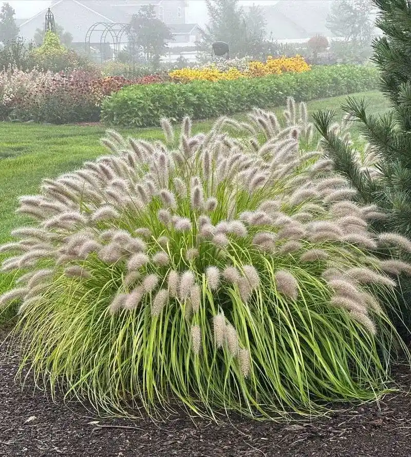Ornamental Grasses