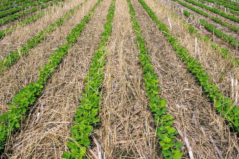 Cover Crops