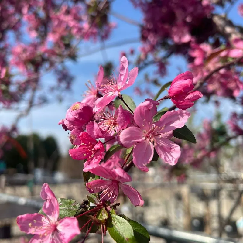 Crabapple