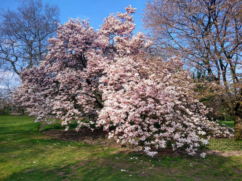 Magnolia