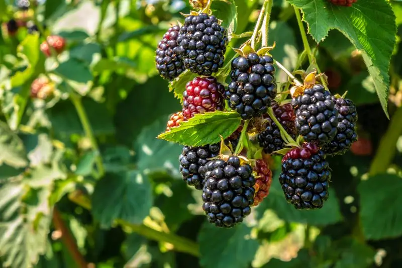 Blackberry Tree