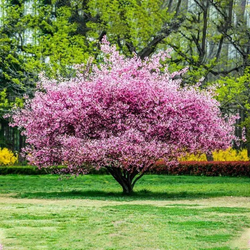 Crabapple Tree